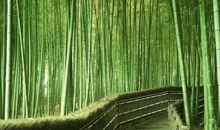 竹，最高境界的风骨